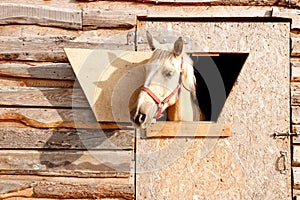 portrait of a salty color horse looking out of a stall window.