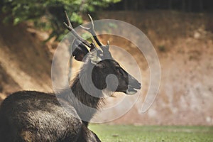 portrait of sambar deer at khaoyai national park thailand