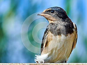 Portrait Sand Martin