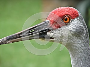 Portrait of sandhill crane