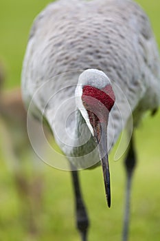 Portrait of sandhill crane