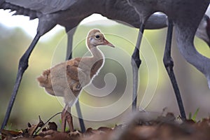 Portrait of Sandhill crane chick