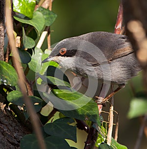 Portrait of a Sardinian Warbler photo