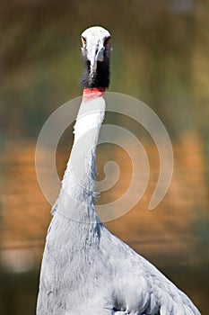Portrait of a Sarus Crane