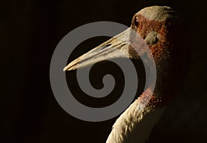 Portrait of a Sarus Crane