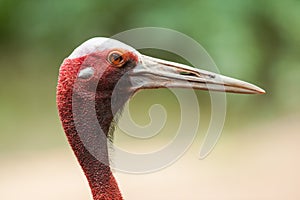 Portrait of a Sarus Crane
