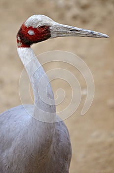 Portrait sarus crane