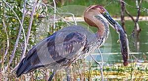 Portrait of a satisfied bird. Goliath heron with fish. Baringo lake, Kenya