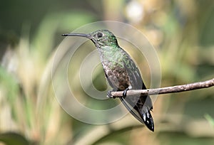 Portrait of Scaly-breasted Hummingbird Phaeochroa cuvierii, Panama