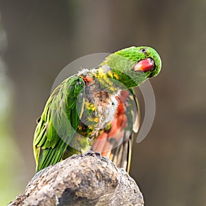 Portrait of scaly-breasted lorikeet