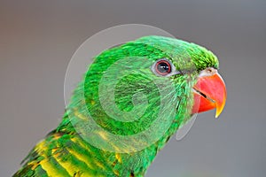 Portrait of Scaly-breasted Lorikeet, Trichoglossus chlorolepidotus, green parrot, sitting on branch, courtship love ceremony, East