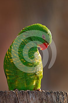 Portrait of Scaly-breasted Lorikeet, Trichoglossus chlorolepidotus, green parrot, sitting on the branch in Eastern Australia.