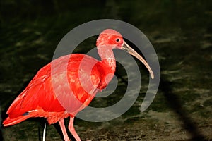 Portrait of scarlet ibis Eudocimus ruber a species of ibis in the bird family Threskiornithidae