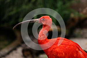 Portrait of scarlet ibis Eudocimus ruber a species of ibis in the bird family Threskiornithidae