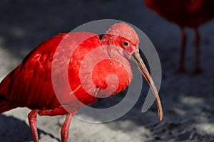 Portrait of scarlet ibis Eudocimus ruber a species of ibis in the bird family Threskiornithidae