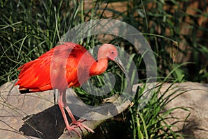 Portrait of scarlet ibis Eudocimus ruber a species of ibis in the bird family Threskiornithidae