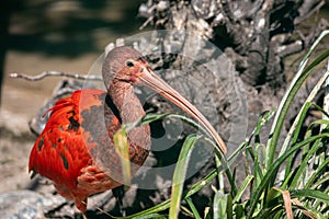 Portrait of scarlet ibis Eudocimus ruber a species of ibis in the bird family Threskiornithidae