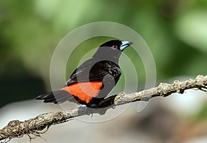 Portrait of Scarlet-rumped Tanager,Ramphocelus passerinii,Panama