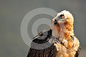 Portrait of a scary bearded vulture bird