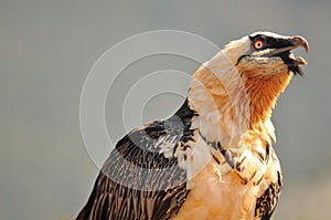 Portrait of a scary screaming bearded vulture bird