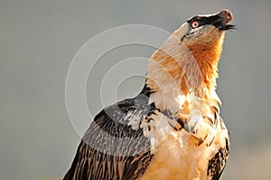 Portrait of a scary screaming bearded vulture bird