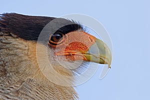 Portrait of scavenger bird, known as caracara