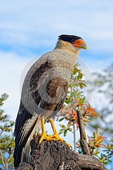 Portrait of scavenger bird, known as caracara