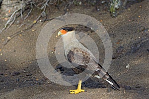 Portrait of scavenger bird, known as caracara photo