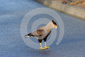 portrait of scavenger bird, known as caracara photo