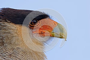 Portrait of scavenger bird, known as caracara photo