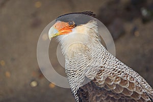 Portrait of scavenger bird, known as caracara photo