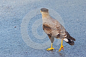 Portrait of scavenger bird, known as caracara photo