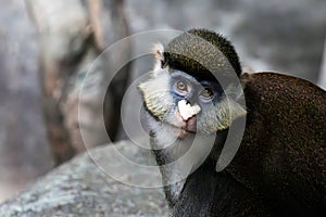 Portrait of a Schmidt\'s Red-tailed monkey