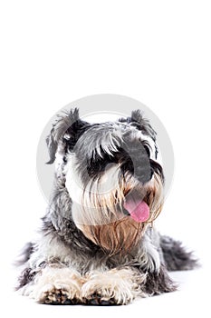 Portrait of a schnauzer lying down