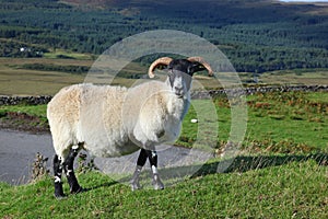 Portrait of a Scottish blackface sheep, Quirain, Isle of Skye, S