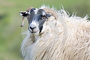 Portrait of a Scottish blackface sheep, Scotland