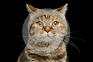 Portrait of scottish fold breed Cat on isolated black background