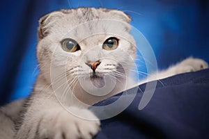 Portrait of a Scottish fold cat