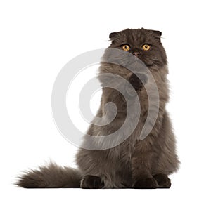 Portrait of Scottish Fold cat