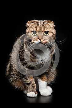 Portrait of Scottish Fold cat