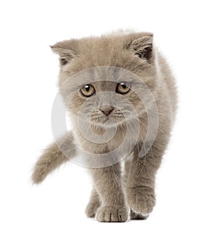 Portrait of Scottish Fold Kitten walking