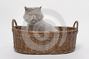 Portrait of A Scottish fold lovely cats on white studio background