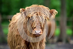 Portrait of Scottish Highland Cow Hairy Coo