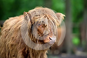 Portrait of Scottish Highland Cow Hairy Coo
