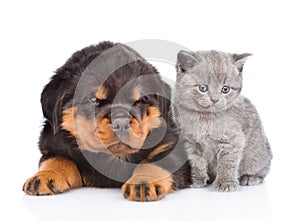 Portrait of a scottish kitten and rottweiler puppy. Isolated