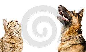 Portrait of Scottish Straight cat and German Shepherd dog, looking up