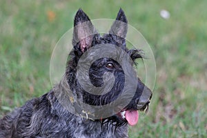 Portrait of scottish terrier puppy is standing on a green grass in the summer park. Pet animals.