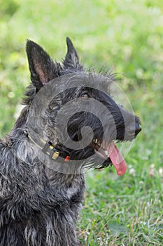 Portrait of scottish terrier puppy is standing on a green grass in the summer park. Pet animals