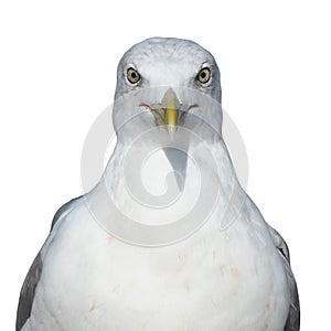 Portrait of a sea bird Larus marinus. Isolate on a white background. Front view