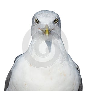 Portrait of a sea bird Larus marinus. Isolate on a white background. Front view photo